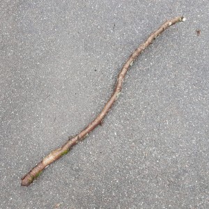 Aus bayerischen Polizeiberichten | Regensburg: Eritreer geht mit größerem Ast auf Tankstellensicherheitsdienst los