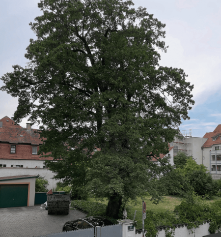 Feldahorn in Stadtamhof: Ein 100 Jahre alter Baum wird zum Symbol f&uuml;r Regensburgs Zielkonflikt zwischen Wohnraum und Stadtgr&uuml;n