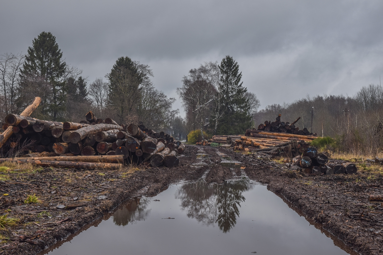 In & Out | Die Abholzung der letzten europäischen Urwälder