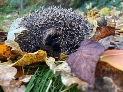 Meldung | Rettet die Igel: Große Igel-Meldeaktion