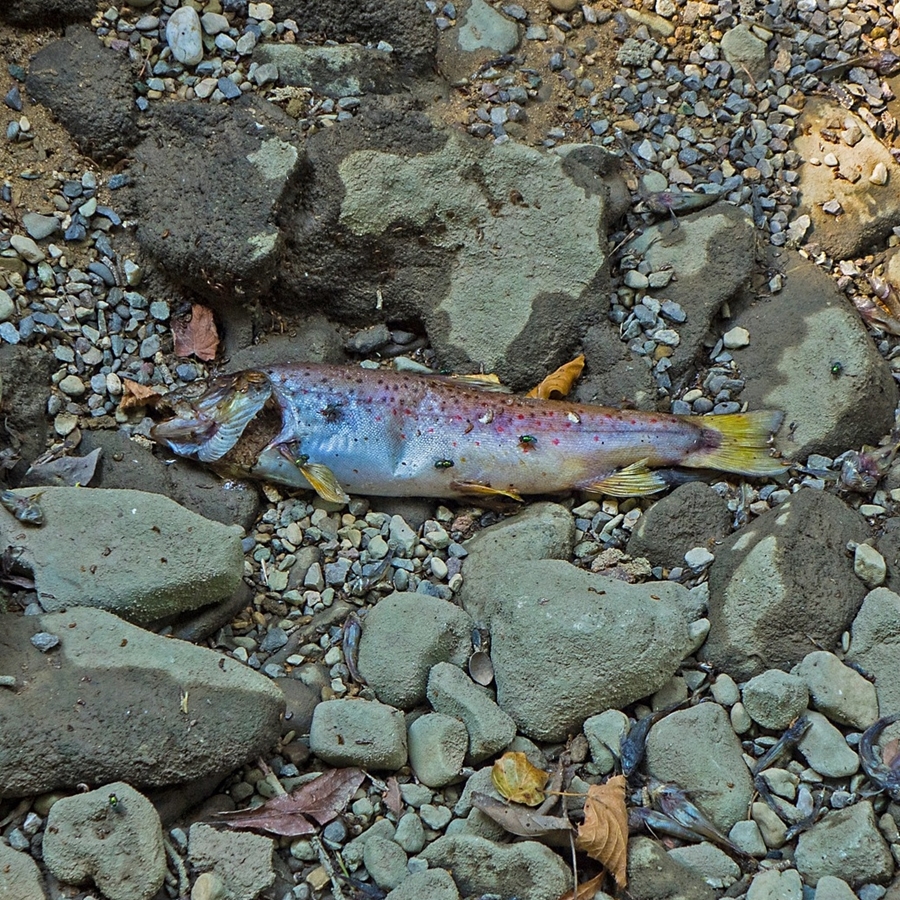 Aus bayerischen Polizeiberichten | Nürnberg: Fischsterben – Deutscher und Bulgare verunreinigen Wasser