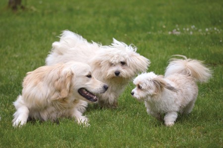 Mehr Klartext wagen! | Trotz Hitzewelle: Stadt verl&auml;ngert &Ouml;ffnungszeiten der Hundewiesen nicht