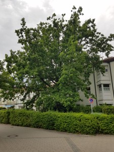Nachgefragt | Stadt Regensburg will mächtige Eiche fällen – Bürger, wehrt euch!